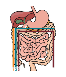 gastrointestinal tract_I Love You massage